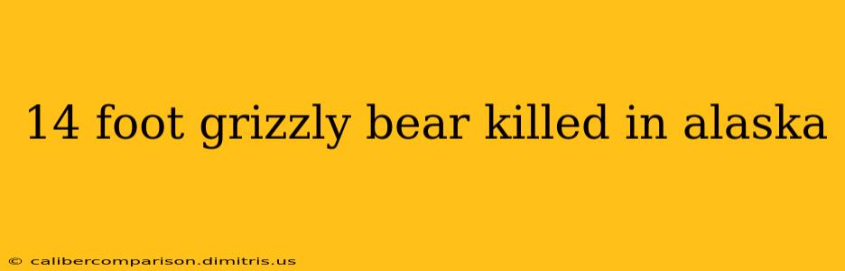 14 foot grizzly bear killed in alaska