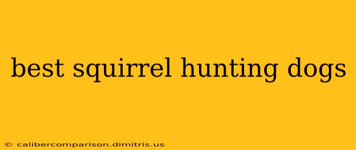 best squirrel hunting dogs