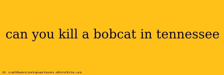 can you kill a bobcat in tennessee