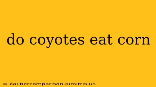 do coyotes eat corn