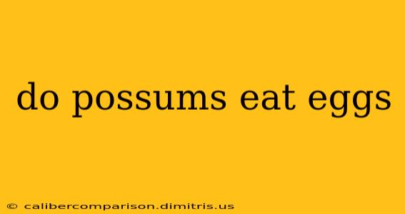 do possums eat eggs