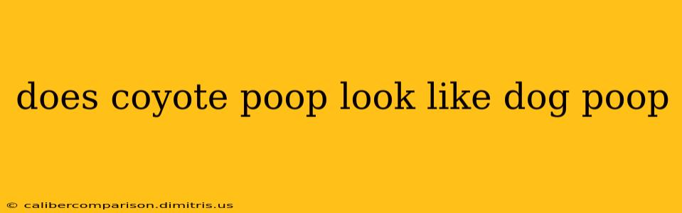 does coyote poop look like dog poop