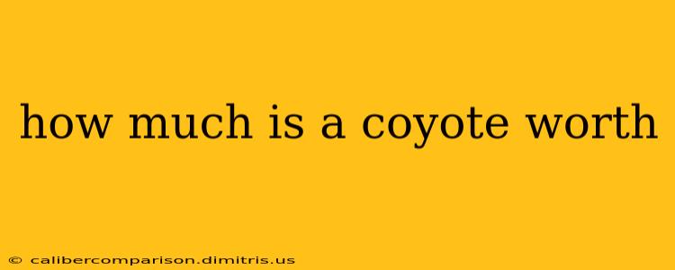 how much is a coyote worth