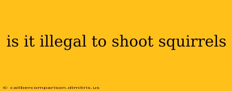 is it illegal to shoot squirrels