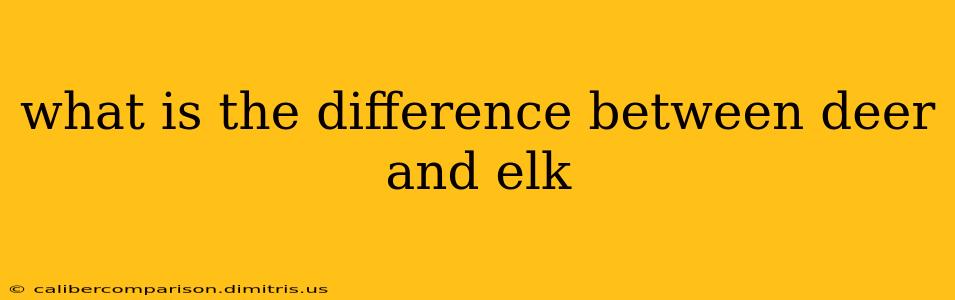 what is the difference between deer and elk