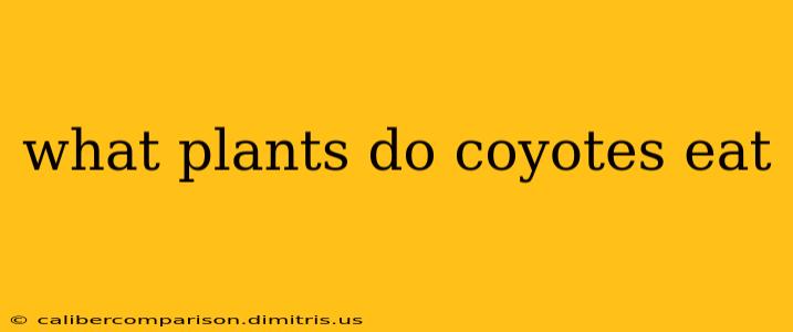 what plants do coyotes eat