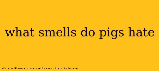 what smells do pigs hate